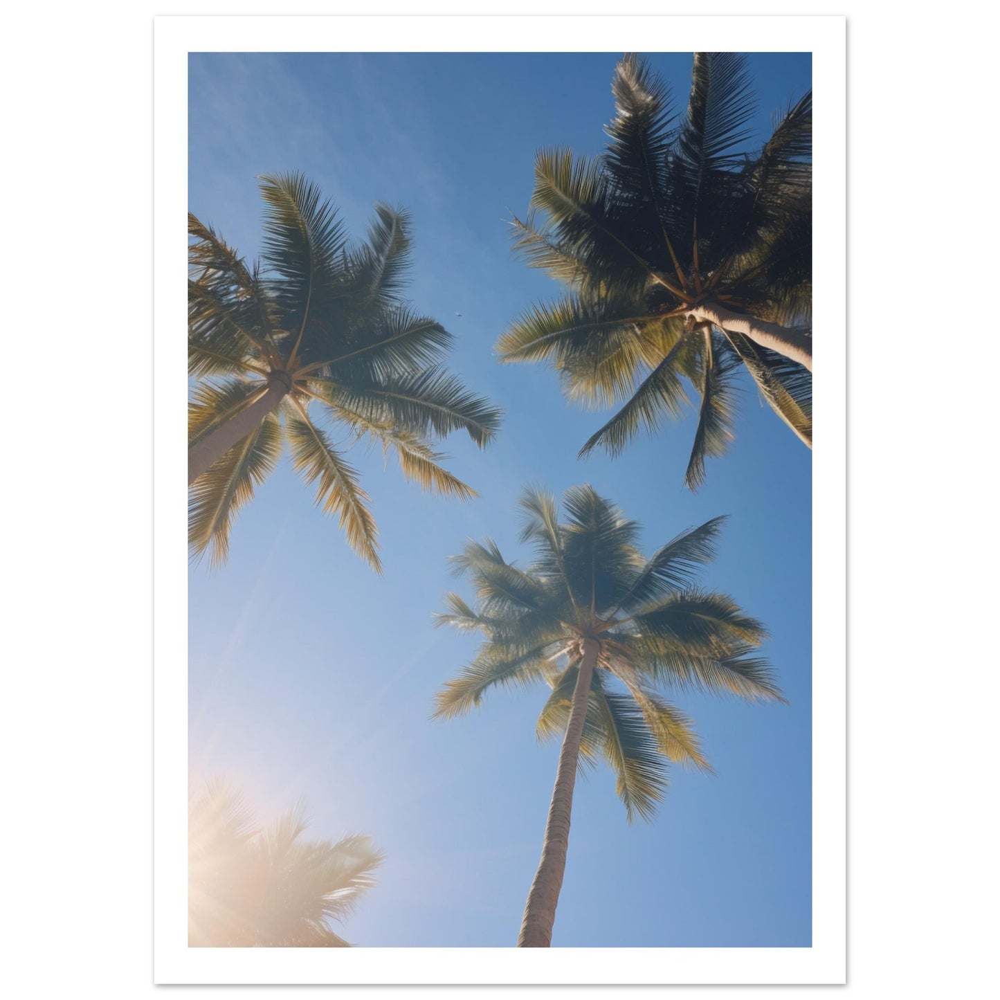 Palm tree Premium Poster