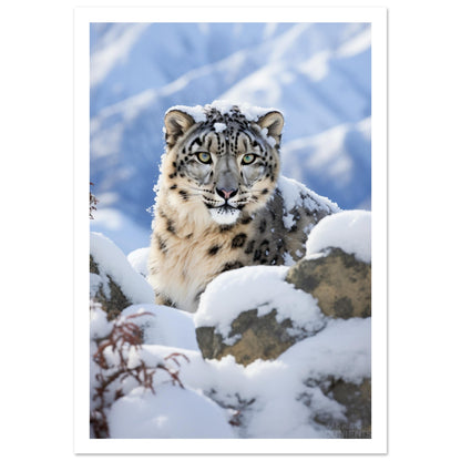 Snow leopard Premium Poster