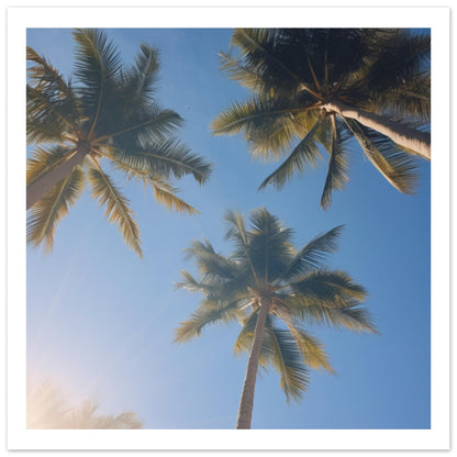 Palm tree Premium Poster