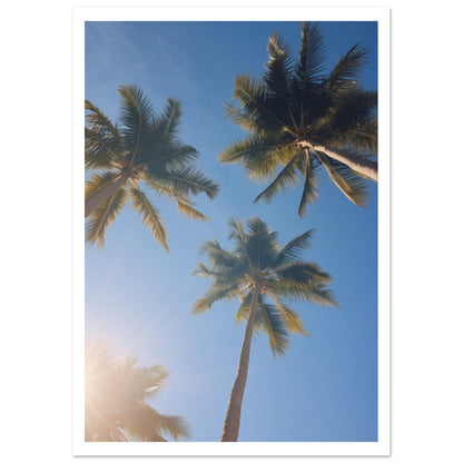 Palm tree Premium Poster