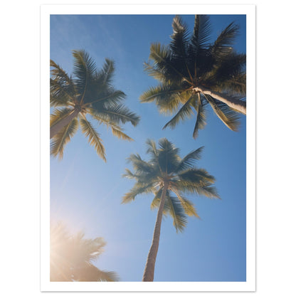 Palm tree Premium Poster